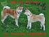 PoulaTo: Akita Inu ( Ακιτα Ινου )
